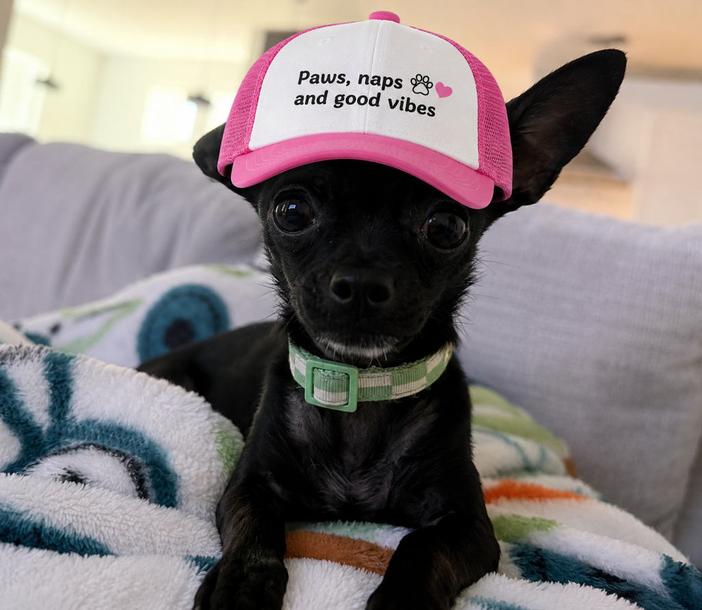 Paws, Naps & Good Vibes Pet Hat