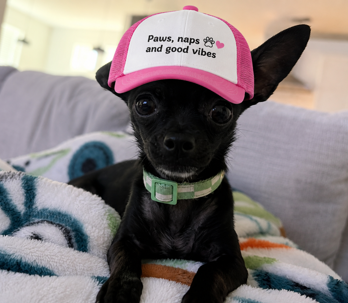 Paws, Naps & Good Vibes Pet Hat
